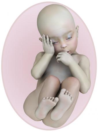 baby at 28 weeks pregnant