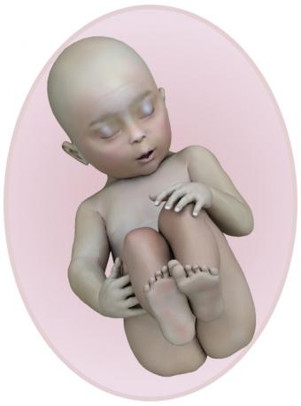 Baby at 27 weeks pregnant
