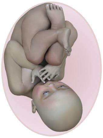 baby at 40 weeks pregnant