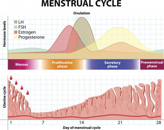 Can You Get Pregnant On Your Menstrual Cycle 104