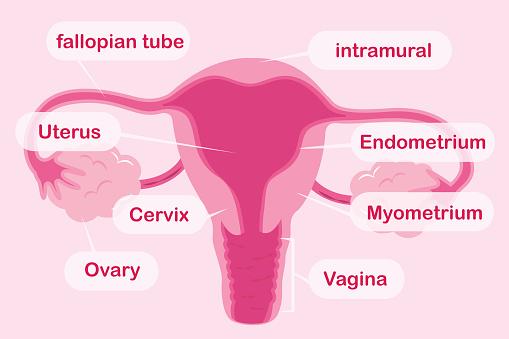 Female Uterus Anatomy Diagram Reading Fetal Pig Dissection Biology