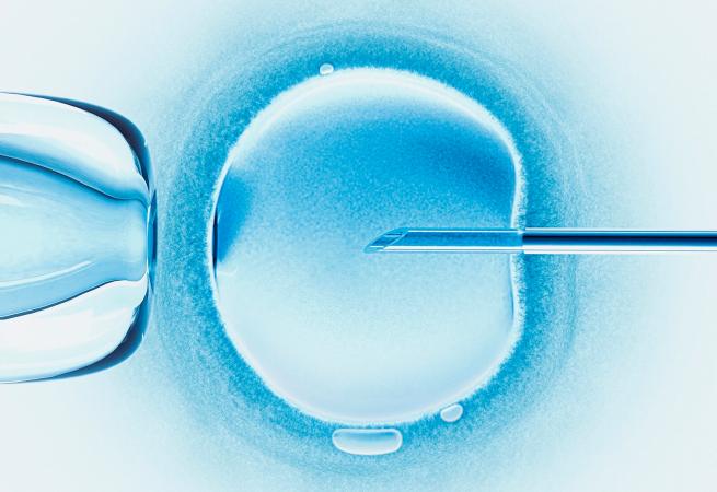 In vitro fertilisation