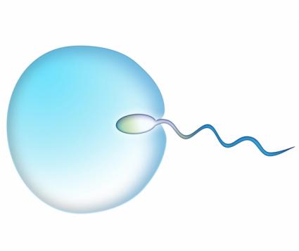 Egg being fertilized by a sperm