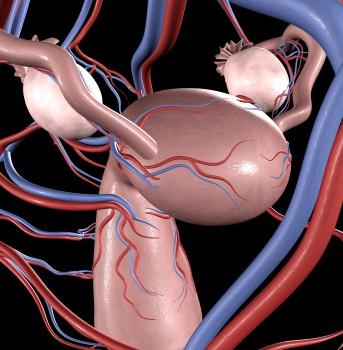 3D rendering of woman's reproductive system