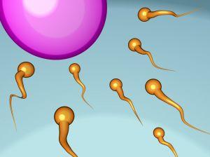 Graphic of sperm approaching an ovum