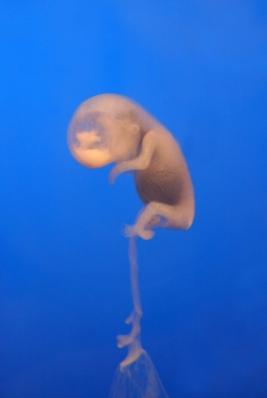 Embryo.jpg