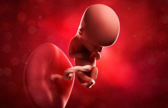 Fetus at 13 weeks