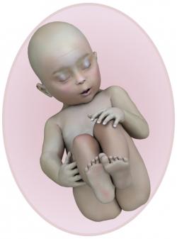 Baby at 27 weeks pregnant