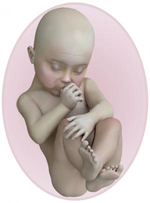 baby at 23 weeks pregnant