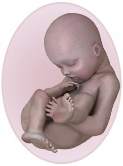 baby at 20 weeks pregnant