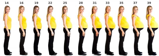 pregnancy belly growth