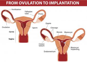 From ovulation to implantation