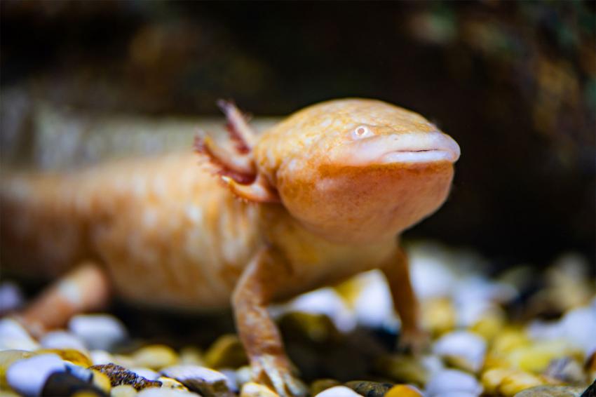 How Many Axolotl Colors Are There & Which Should You Get? LoveToKnow Pets