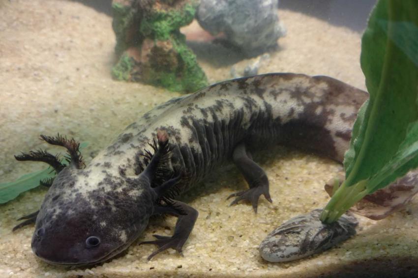 How Many Axolotl Colors Are There & Which Should You Get? LoveToKnow Pets