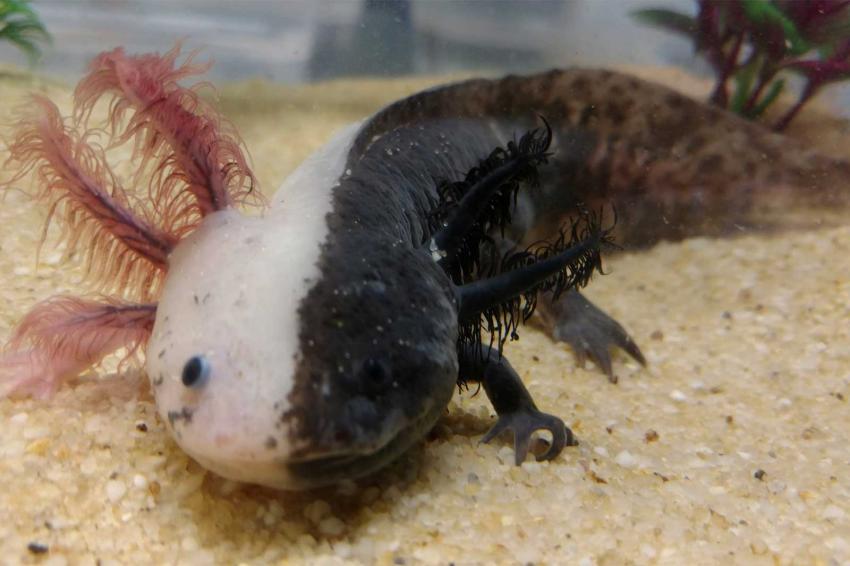 How Many Axolotl Colors Are There & Which Should You Get? LoveToKnow Pets