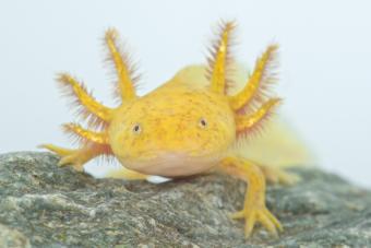 axolotls yellow