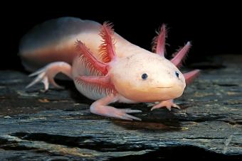 harlequin axolotl