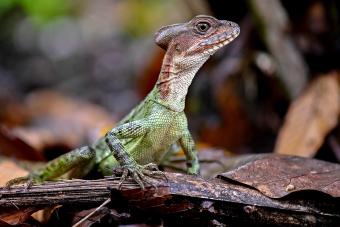 helmeted basilisk (Basiliscus galeritus) - Getty Editorial Use