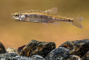 minnow fish in the river