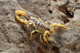 Desert Hairy Scorpion