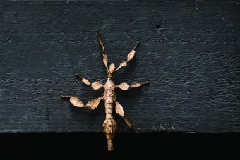 Giant Prickly Stick Insect climbing up a timber wall 