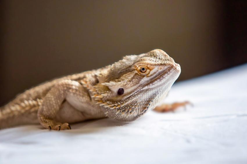 Complete List of Bearded Dragon Colors (Including Morphs) | LoveToKnow Pets
