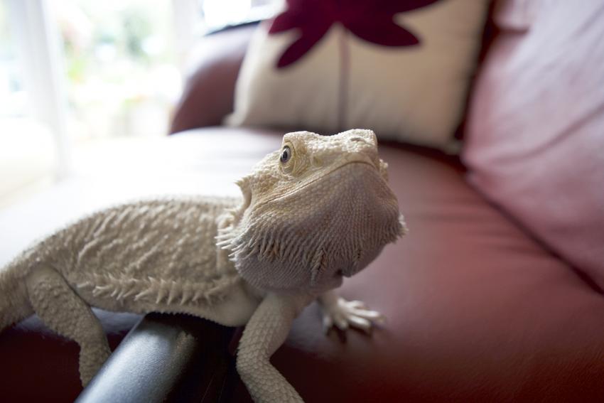 Complete List of Bearded Dragon Colors (Including Morphs) | LoveToKnow Pets