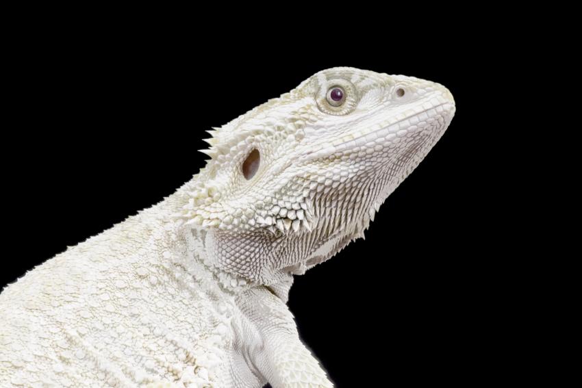 Complete List of Bearded Dragon Colors (Including Morphs) | LoveToKnow Pets