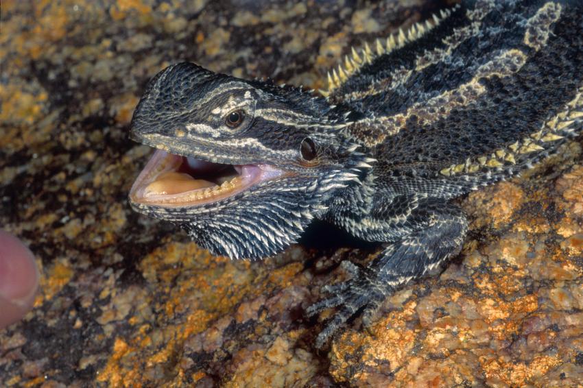 Complete List of Bearded Dragon Colors (Including Morphs) | LoveToKnow Pets