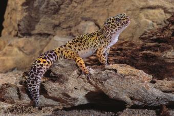 Leopard Gecko