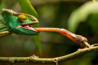 Chameleon flicking tongue to catch grasshopper