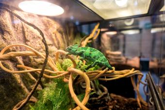 Chameleon climbing in natural setup.