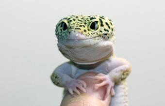 lizard in a human hand