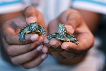 Hands of a child holding ‘Red eared slider turtles’