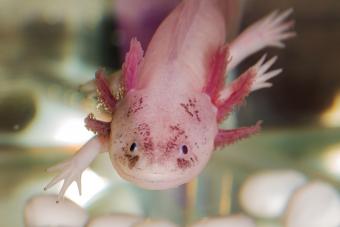 Portrait of an axolotl in aquarium 