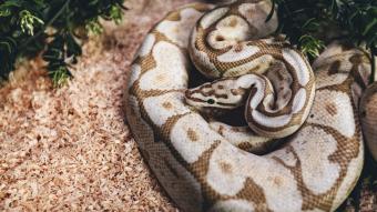 Vanilla Bee Python Snake in home terrarium