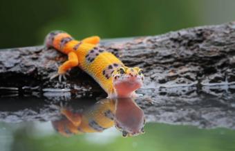 leopard gecko by water