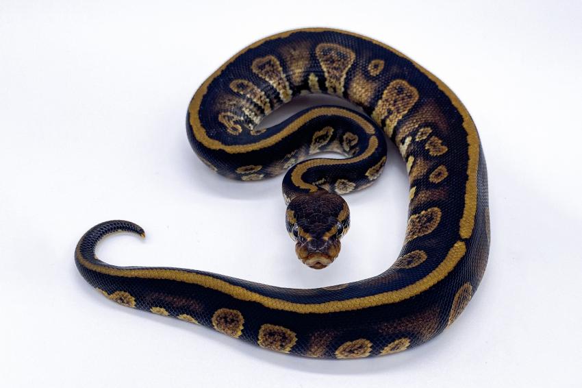 Most Expensive And Rarest Ball Python Morphs 10 Stunning Varieties 