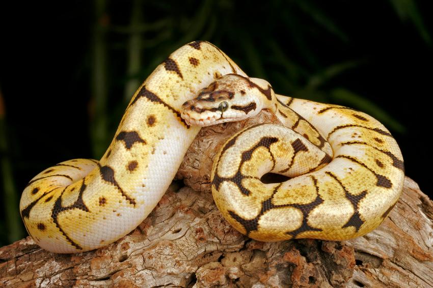 15 Rare and Unreal Ball Python Morphs That Will Blow You Away ...