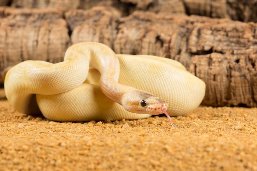 What Is The Rarest Ball Python at Shelia Meyer blog
