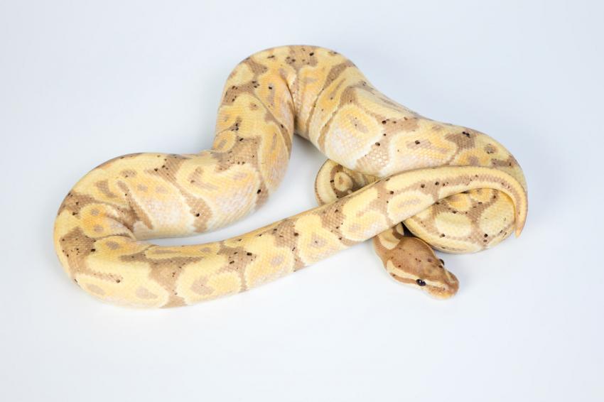 15 Rare and Unreal Ball Python Morphs That Will Blow You Away ...
