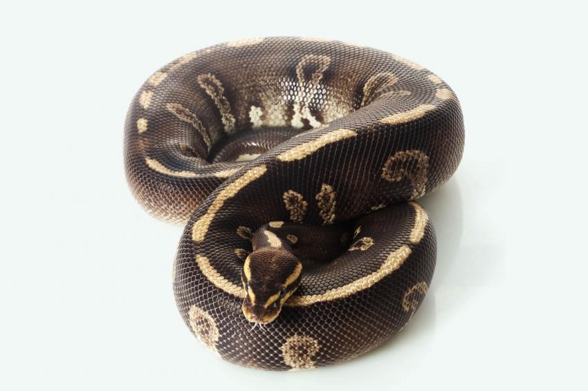 15 Rare and Unreal Ball Python Morphs That Will Blow You Away ...