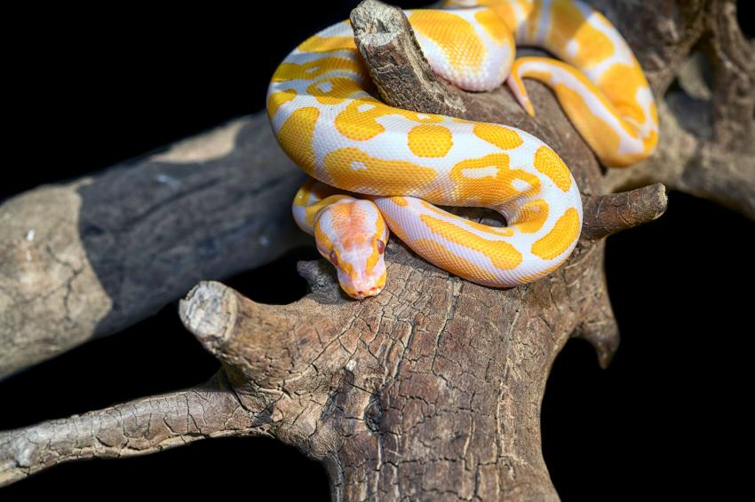 15 Rare and Unreal Ball Python Morphs That Will Blow You Away