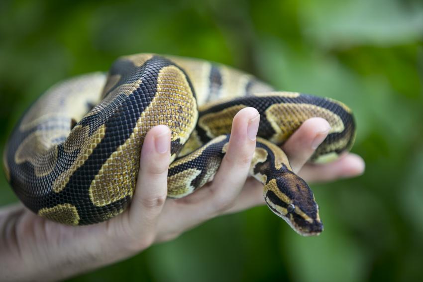15 Rare and Unreal Ball Python Morphs That Will Blow You Away ...