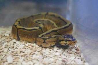 Ball Python