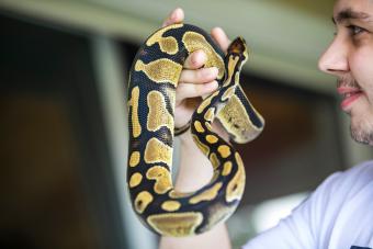 Smiling Young Man Bonding With His Pet Royal Python