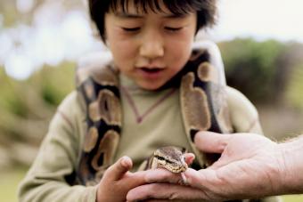 Boy with Ball python around neck