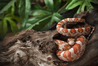 corn-snake-habitat-118303244.jpg