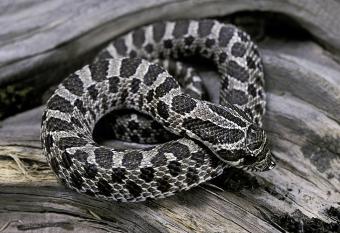 Western hognose snake