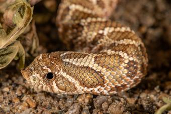 Closeup of cute hognose snake